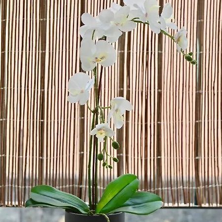 Apartamento Flores Del Mercado * Cadiz